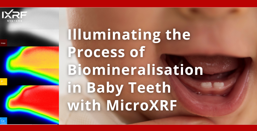 Illuminating the Process of Biomineralisation in Baby Teeth with MicroXRF