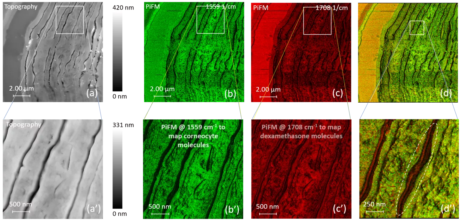 Nanoscale Chemical Imaging of Soft Biological Tissues - QD UK